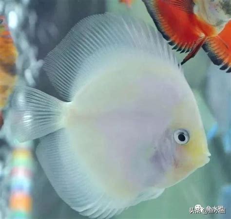 魚躍七彩神仙魚|七彩神仙魚繁殖新生代，魚躍七彩